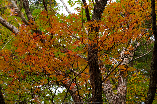 大台ヶ原,紅葉の始め(PA110063,75mm,F3.5,EM1)2014yaotomi_.jpg