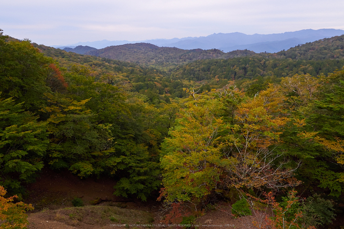 大台ヶ原,紅葉の始め(PA110068,12mm,F5,EM1)2014yaotomi_.jpg