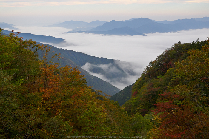 大台ヶ原,紅葉の始め(PA110080,25mm,F5.6,EM1)2014yaotomi_.jpg