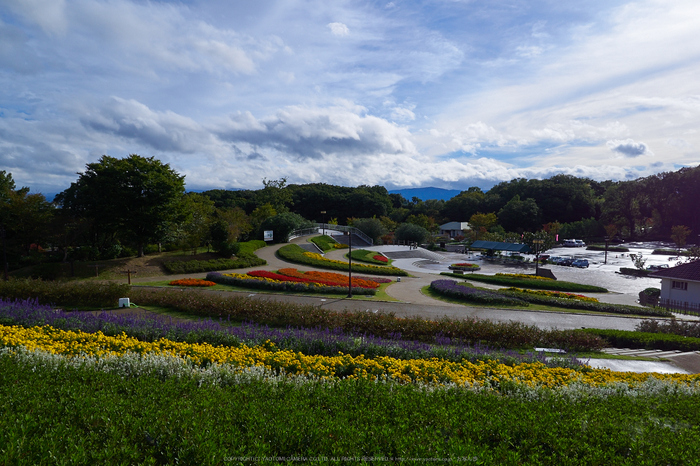 奈良,馬見フラワーフェスタ(PA130064,12mm,F7.1,EM1)2014yaotomi_.jpg