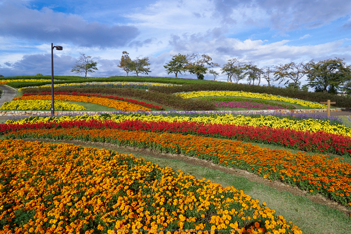 奈良,馬見フラワーフェスタ(PA130087,12mm,F7.1,EM1)2014yaotomi_.jpg