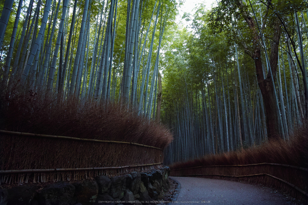 嵯峨野,竹林の小径(DP1Q0015,F6.3,dp1Q)2014yaotomi_.jpg