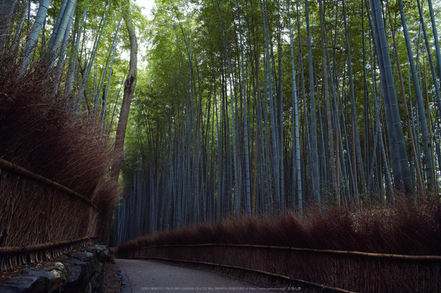 嵯峨野,竹林の小径(DP1Q0025,F7.1,dp1Q)2014yaotomi_.jpg