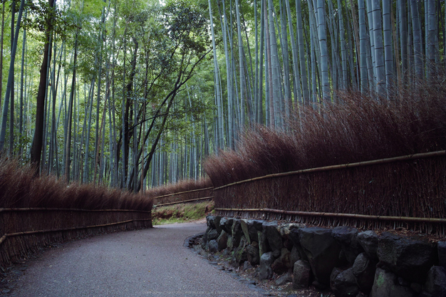 嵯峨野,竹林の小径(DP1Q0029,F7.1,dp1Q)2014yaotomi_.jpg