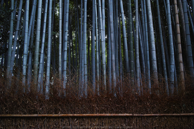 嵯峨野,竹林の小径(DP1Q0060,F5,dp1Q)2014yaotomi_.jpg