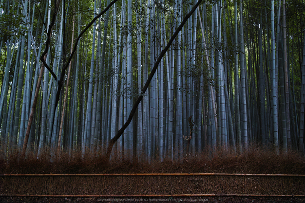 嵯峨野,竹林の小径(DP1Q0063,F5.6,dp1Q)2014yaotomi_.jpg