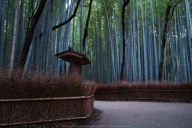 嵯峨野,竹林の小径(DP1Q0065,F5.6,dp1Q)2014yaotomi_.jpg