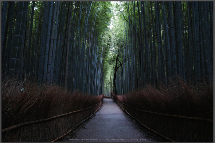 嵯峨野,竹林の小径(DP1Q0068,F5.6,dp1Q,Top)2014yaotomi_.jpg