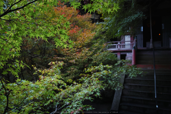 毘沙門堂,紅葉(DP1Q0123,F2.8,dp2Q)2014yaotomi_.jpg