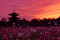 法起寺,コスモス,夕景(DSCF8349,FULL,XT1)2014yaotomi_ (1) .jpg