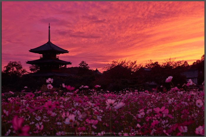 法起寺,コスモス,夕景(DSCF8349,XT1,Top)2014yaotomi_.jpg