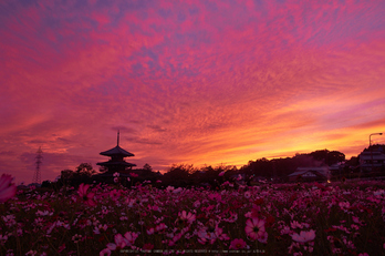 法起寺,コスモス,夕景(DSCF8350,18mm,F6.4,XT1)2014yaotomi_.jpg