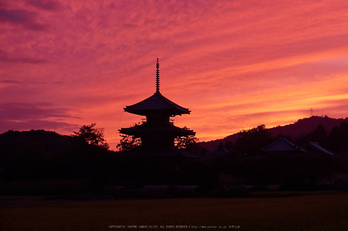 法起寺,コスモス,夕景(DSCF8355,55mm,F6.4,XT1)2014yaotomi_ (1) .jpg