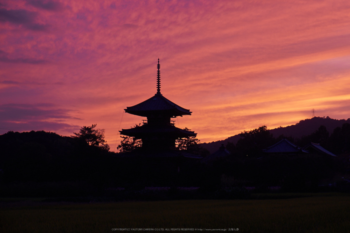 法起寺,コスモス夕景(DSCF8355,55mm,F6.4,XT1)2014yaotomi_.jpg