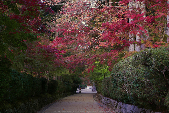 高野山,紅葉(P1000142,F5.6,34mm,LX100)2014yaotomi.jpg