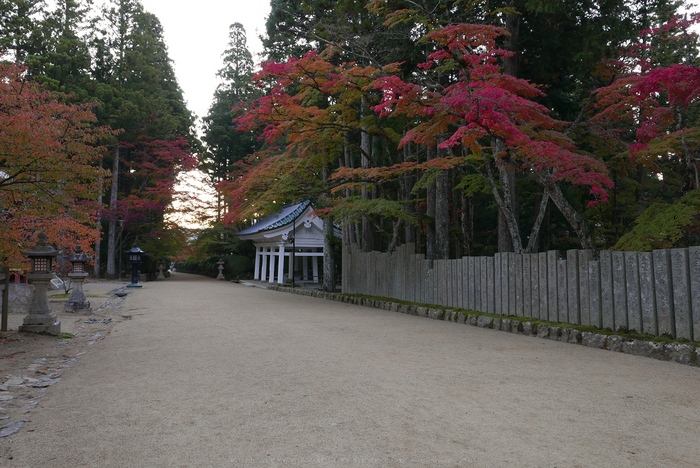 高野山,紅葉(P1000168,F6.3,13.9mm,LX100)2014yaotomi.jpg