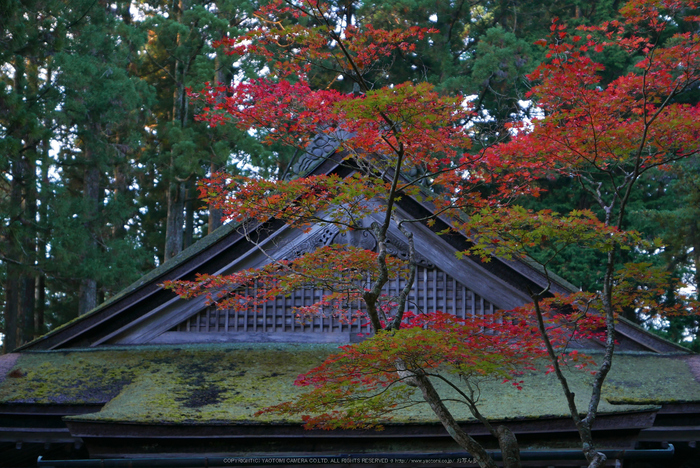 高野山,紅葉(P1000199,F2.8,34mm,LX100)2014yaotomi.jpg