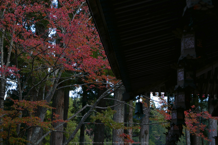 高野山,紅葉(P1000206,F2.8,34mm,LX100)2014yaotomi.jpg