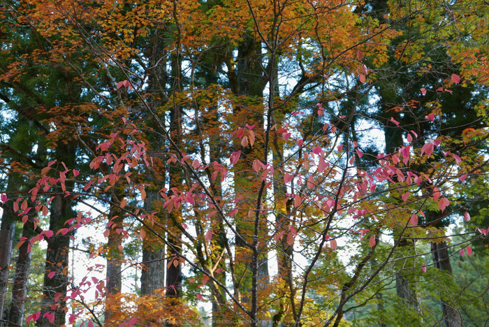 高野山,紅葉(P1000211,F2.7,22.7mm,LX100)2014yaotomi.jpg