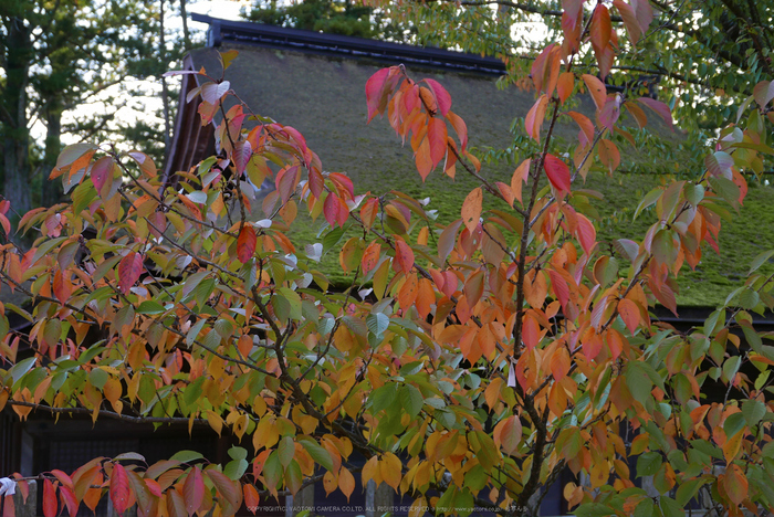 高野山,紅葉(P1000212,F2.7,22.7mm,LX100)2014yaotomi.jpg