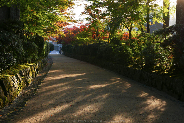 高野山,紅葉(P1000219,F5,34mm,LX100)2014yaotomi.jpg