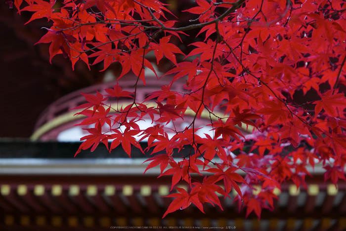 高野山,紅葉(P1000225,F2.8,32.6mm,LX100)2014yaotomi.jpg