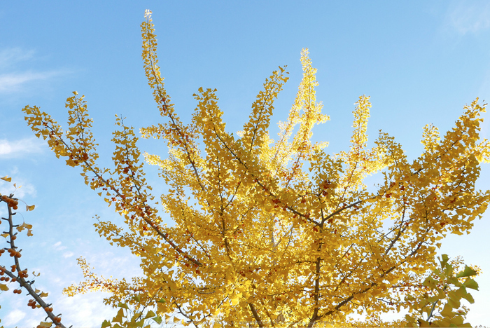 高野山,紅葉(P1000236,F7.1,10.9mm,LX100)2014yaotomi.jpg