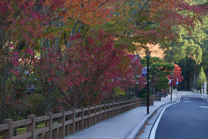 高野山,紅葉(P1000238,F3.5,34mm,LX100)2014yaotomi.jpg