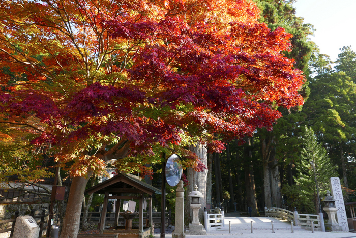 高野山,紅葉(P1000246,F5.6,10.9mm,LX100)2014yaotomi.jpg