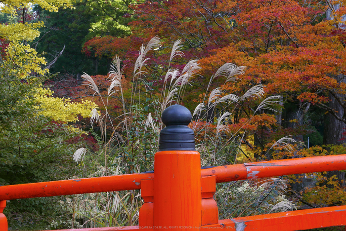 高野山,紅葉(P1000260,F6.3,34mm,LX100)2014yaotomi.jpg