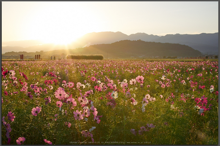 お写ん歩: OLYMPUS M.ZUIKO DIGITAL ED 60mm F2.8 Macroアーカイブ