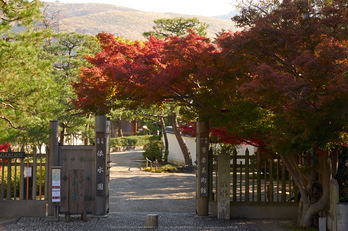 依水園,紅葉(PK3_0541,F9,60mm,K-3)2014yaotomi_.jpg