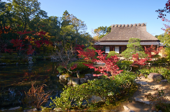 依水園,紅葉(PK3_0543,F9,16mm,K3)2014yaotomi_.jpg