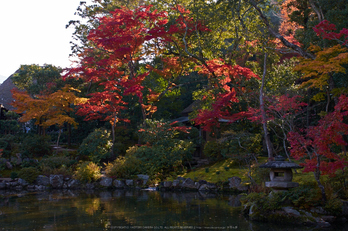 依水園,紅葉(PK3_0555,F8,31mm,K-3)2014yaotomi_.jpg