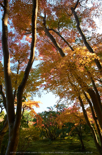 依水園,紅葉(PK3_0630,F7.1,16mm,K-3)2014yaotomi_.jpg