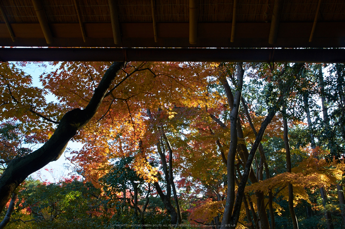 依水園,紅葉(PK3_0647,F9,21mm,K-3)2014yaotomi_.jpg