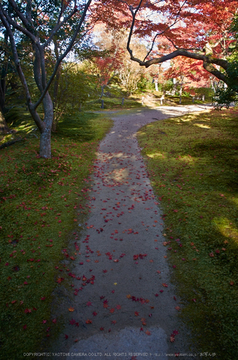 依水園,紅葉(PK3_0660,F9,16mm,K-3)2014yaotomi_.jpg