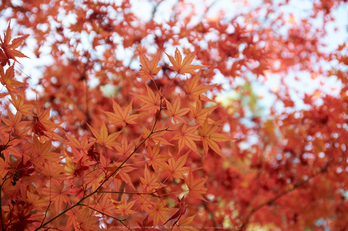 依水園,紅葉(PK3_0672,F4.5,53mm,K-3)2014yaotomi_.jpg