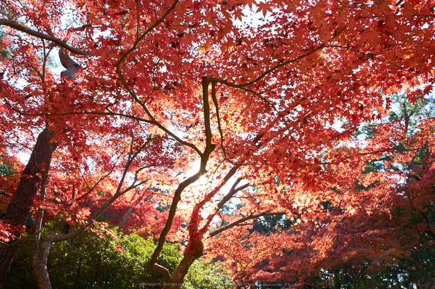 依水園,紅葉(PK3_0674,F10,16mm,K3)2014yaotomi_.jpg