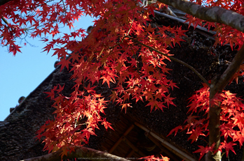 依水園,紅葉(PK3_0687,F4.5,53mm,K-3)2014yaotomi_.jpg