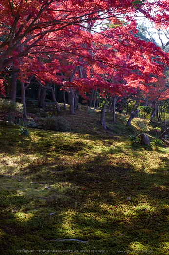 依水園,紅葉(PK3_0714,F8,31mm,K3)2014yaotomi_.jpg