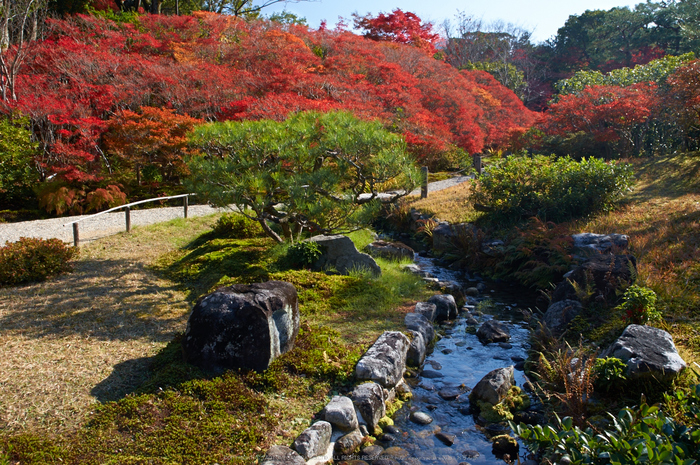 依水園,紅葉(PK3_0722,F10,21mm,K-3)2014yaotomi_.jpg