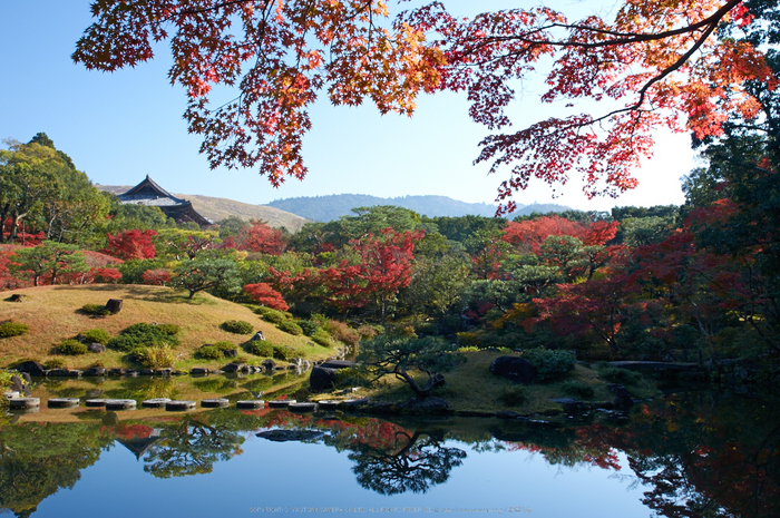 依水園,紅葉(PK3_0740,F10,21mm,K3)2014yaotomi_.jpg