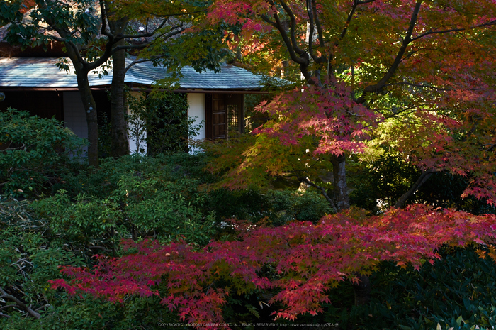 依水園,紅葉(PK3_0765,F7.1,31mm,K-3)2014yaotomi_.jpg