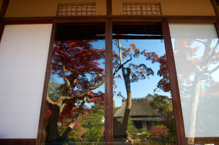 依水園,紅葉(PK3_0774,F7.1,16mm,K-3)2014yaotomi_.jpg