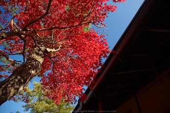 依水園,紅葉(PK3_0778,F4,16mm,K-3)2014yaotomi_.jpg