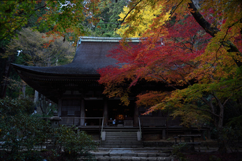 室生寺,紅葉(DSC_1536,F4.5,35mm,D750)2014yaotomi_.jpg