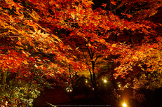 室生寺・紅葉(PB260134,12mm,F8,EM1)2014yaotomi_.jpg