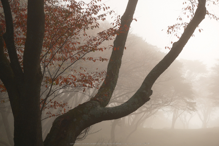 屏風岩公苑,紅葉(P1000115,F5.5,45mm,GM1S)2014yaotomi.jpg