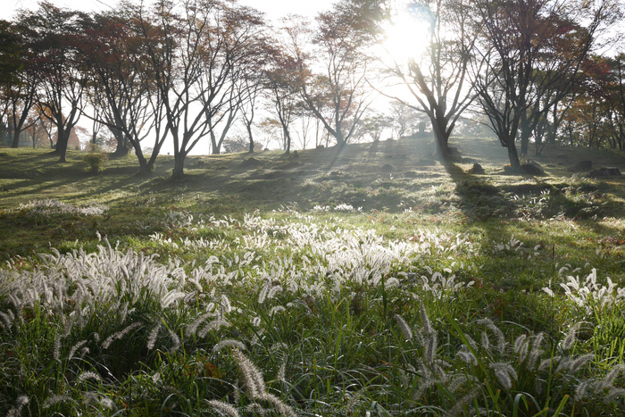 屏風岩公苑,紅葉(P1000137,F4.9,22mm,GM1S)2014yaotomi.jpg